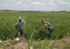 Sinergi di Sawah, Babinsa Wringinanom Dampingi Petani Padi Dorong Semangat dan Hasil Panen Maksimal 
